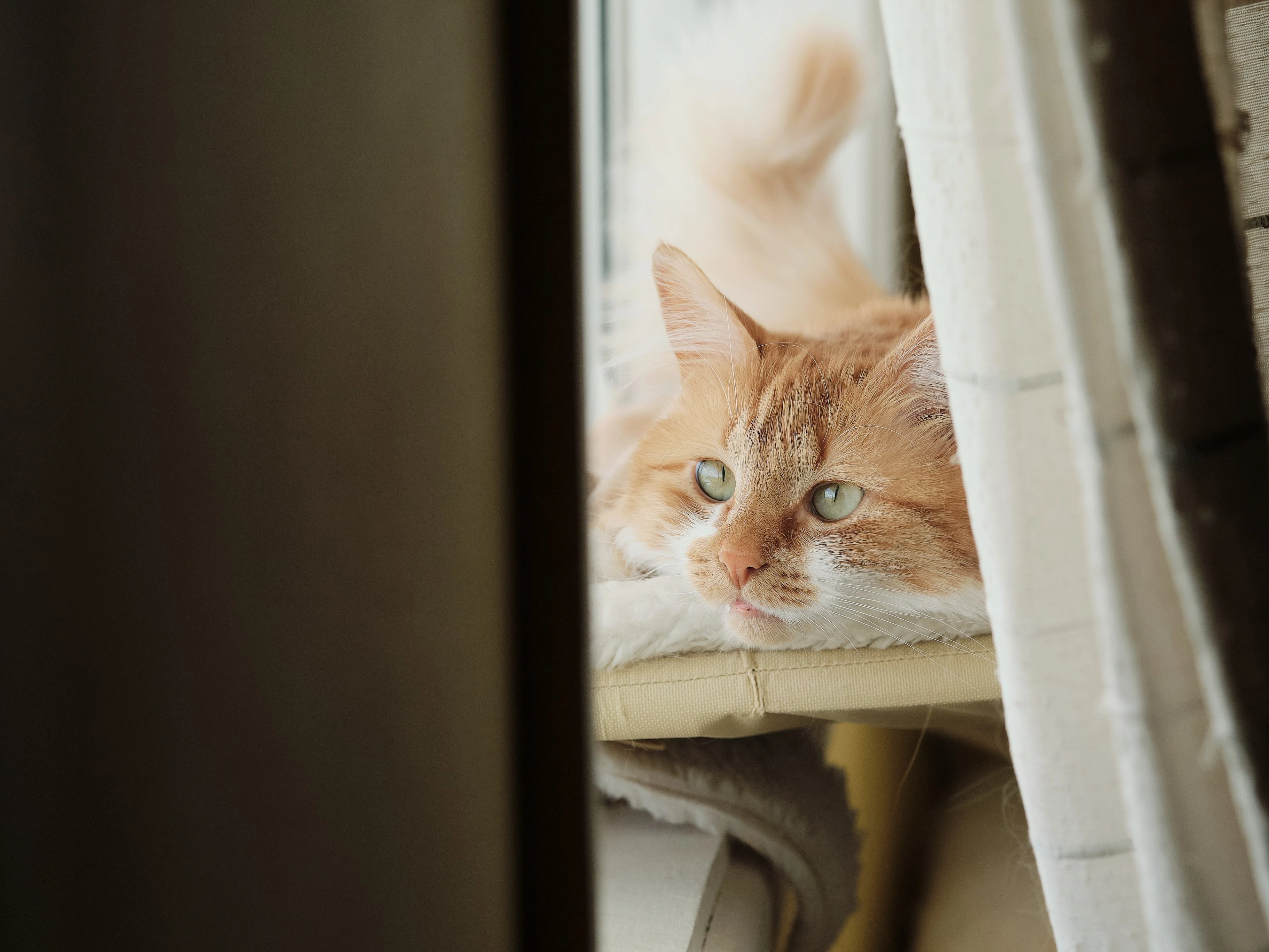Gato en hogar temporal